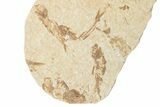 Fossil Fish (Knightia) Mortality Plate - Wyoming #339056-1